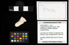 Foto (Objekt + Etiketten) von Longodromites angustus (Reuss, 1858) 